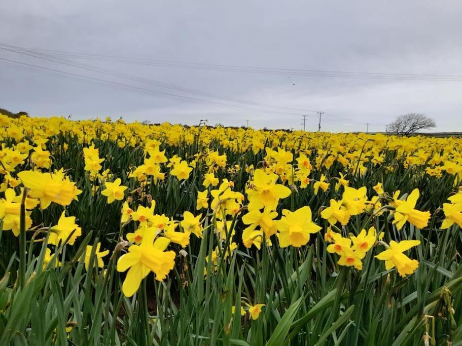 Cosy Country Getaway, 5 Mins From The Sea Villa Penzance Eksteriør bilde